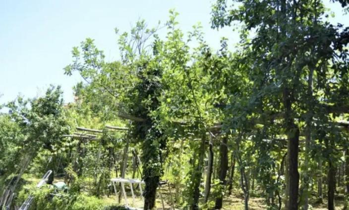 A Casa Di Pissi - Apartment Ravello Ngoại thất bức ảnh